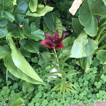 公寓式酒店 纳尔公寓式酒店 锡德